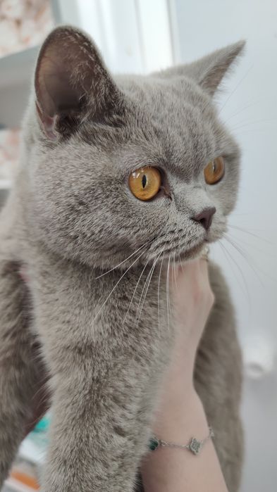 Кошка - Скоттиш Страйт