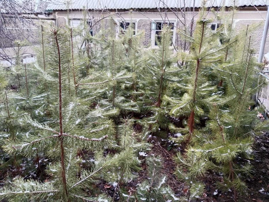 Саженцы сосна 2м  с комом