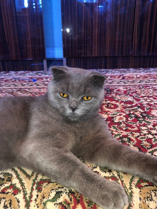 Scottish Fold mushuklari sotiladi!