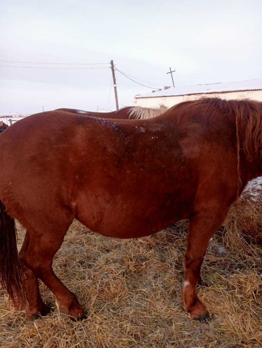Кобылка на продажу