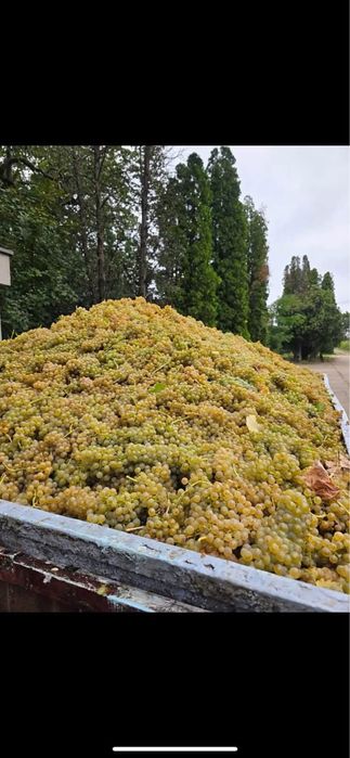 Vând Struguri de vin cu transport la domiciliu