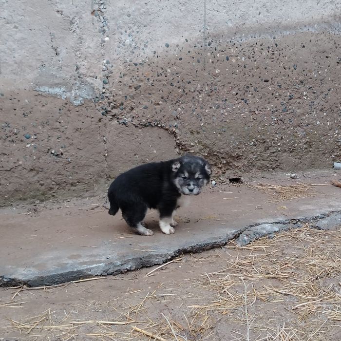 Күшіктер сатылады