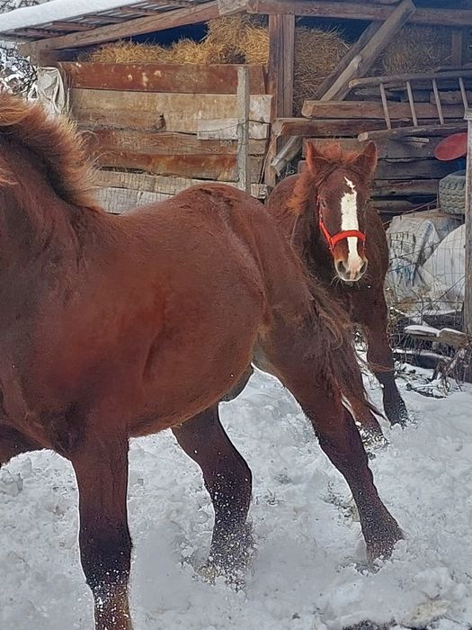 Cai tineri de vânzare