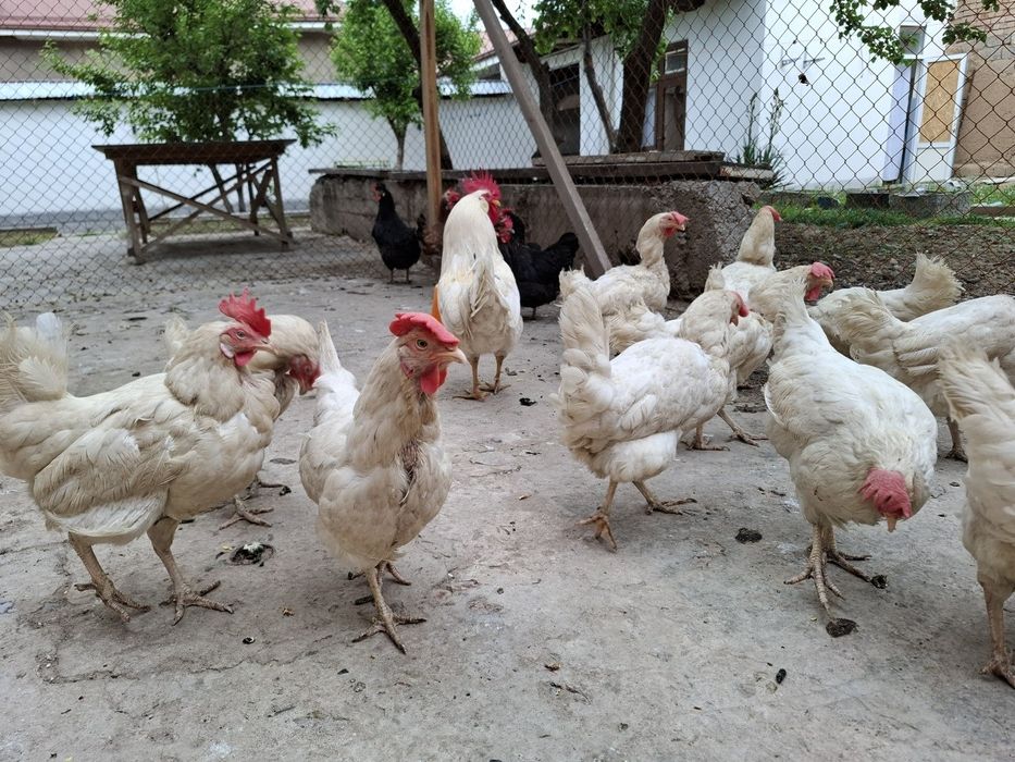 Белые куры несушки