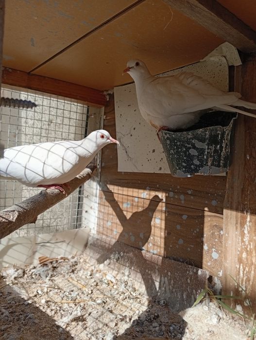 Смеещи се Гугутки