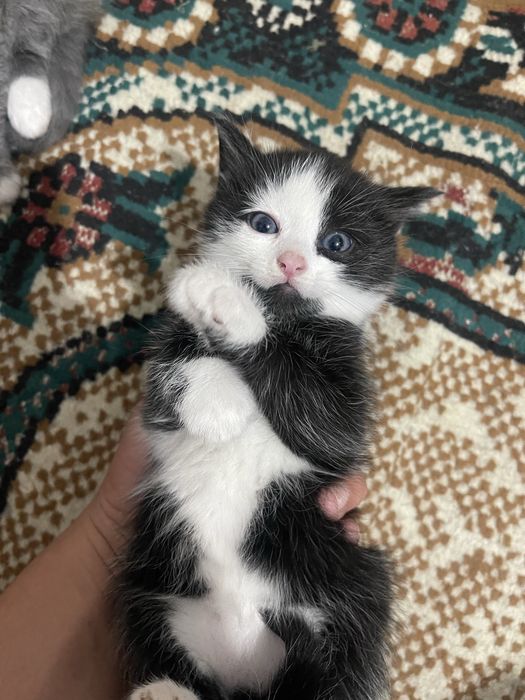 Котёнок мальчик.