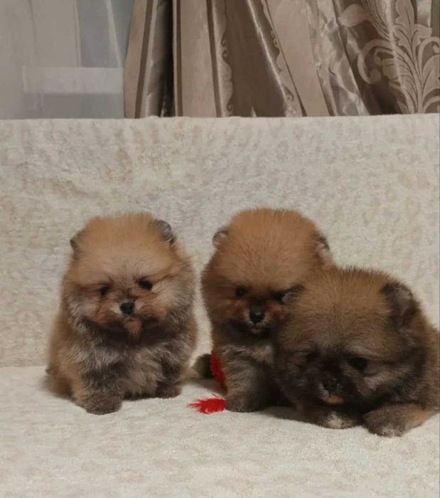 Померан мини baby face