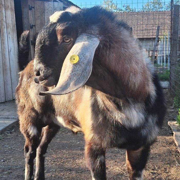 Lichidez ferma de  capre anglo nubiene