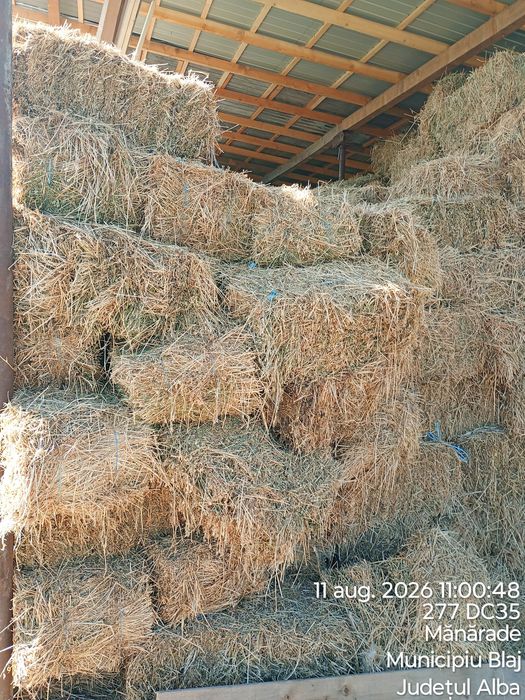 Vând baloți lucernă mici