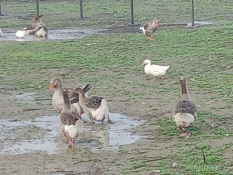 Vând oua de gâscă Toulouse