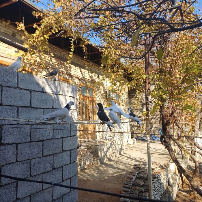 Ховли   сотилади !!!