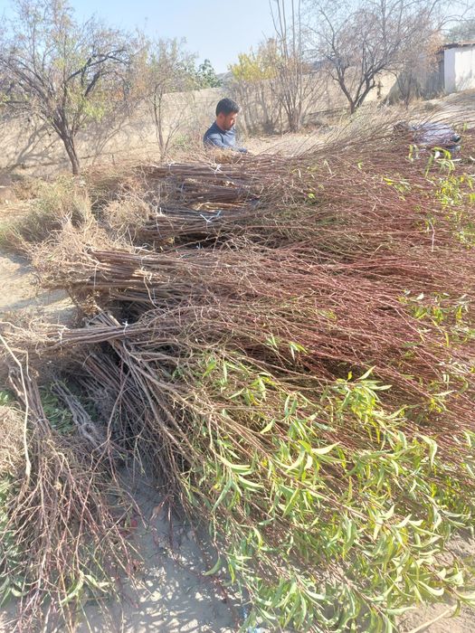 Мевали кучатлар бор. Олма нок урик гилос сотилади