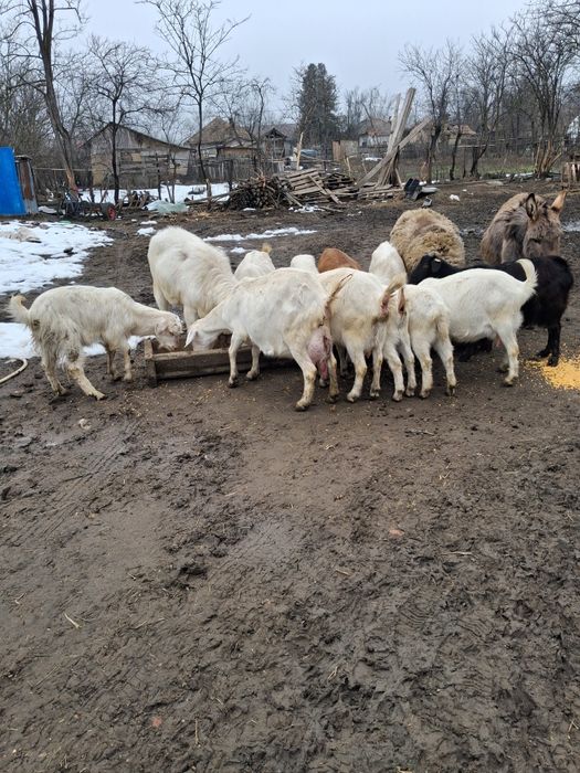 Capre de vanzare sannen