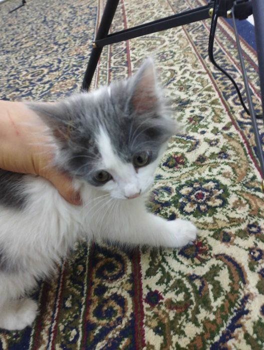 Mushuk xadyaga beriladi