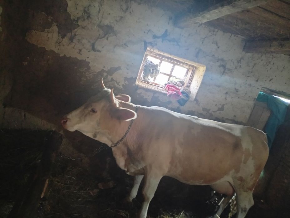 Vaca cu lapte la prima fatare