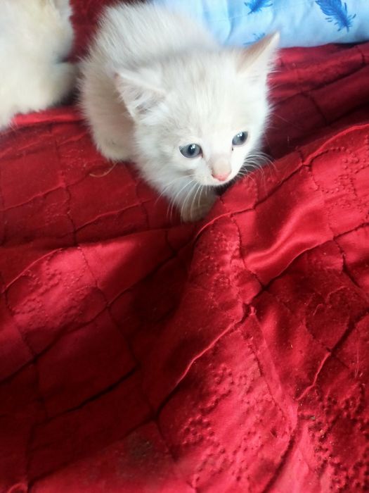 Милые котята ищут дом