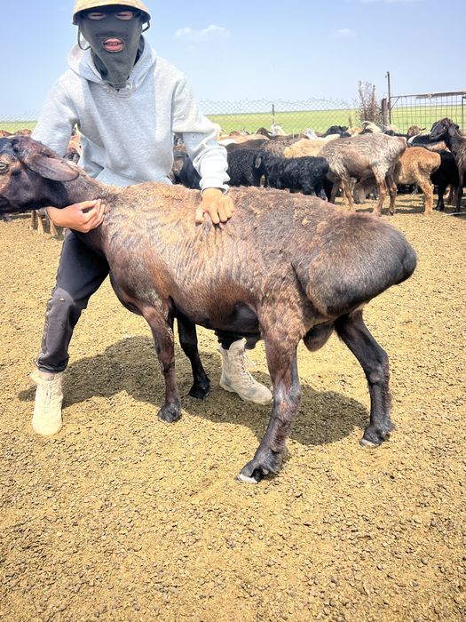 Қисары қошқар ұрықтықа