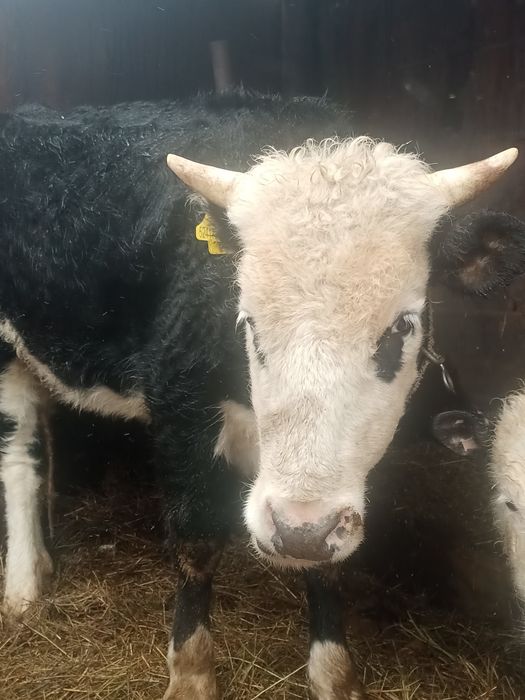 Продается первотелка,