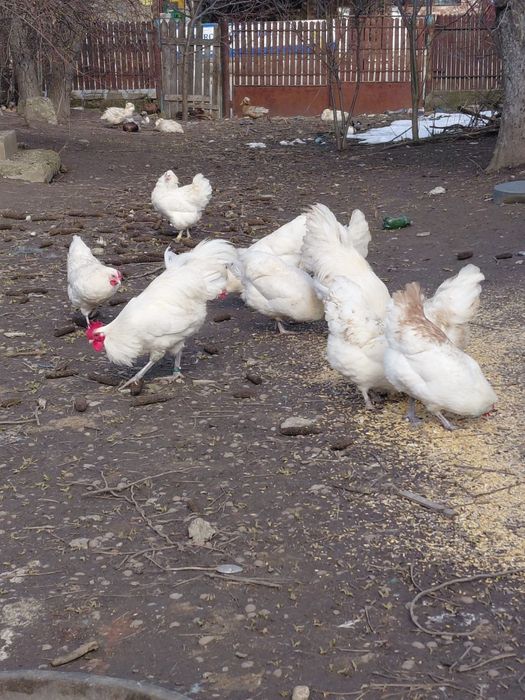 Ouă Australorp alb pentru incubat – găini crescute liber