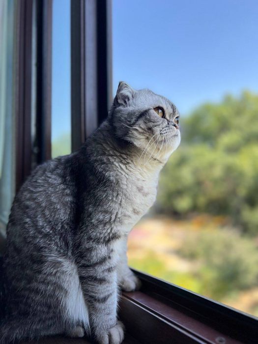 Scottish Fold toza zot 1,5yosh, pasporti bor , emlangan, sotilmaydi,