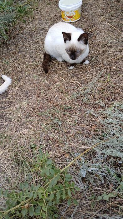 Котята мальчишки ищут любящий  дом