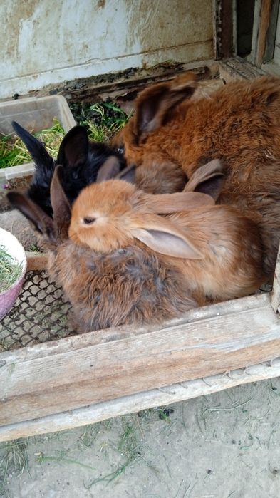 Продаются крольчата по 40000 тысяч сумов