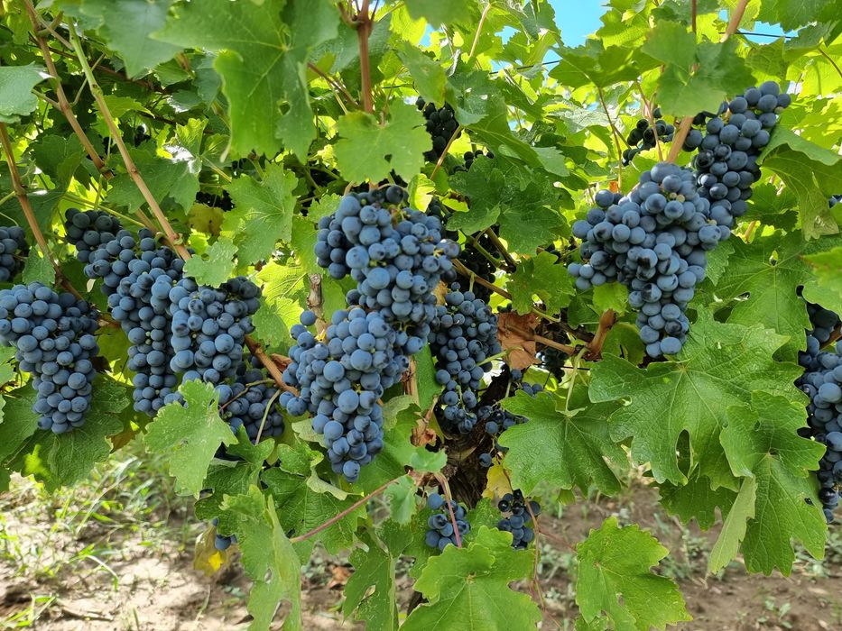 Struguri pentru Vin - Cabernet Sauvignon