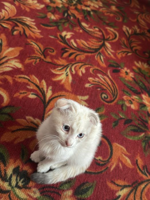 Котенок выслоухый