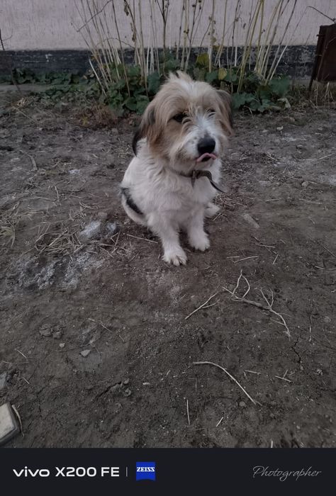 Собака оддам даром хорошие руках