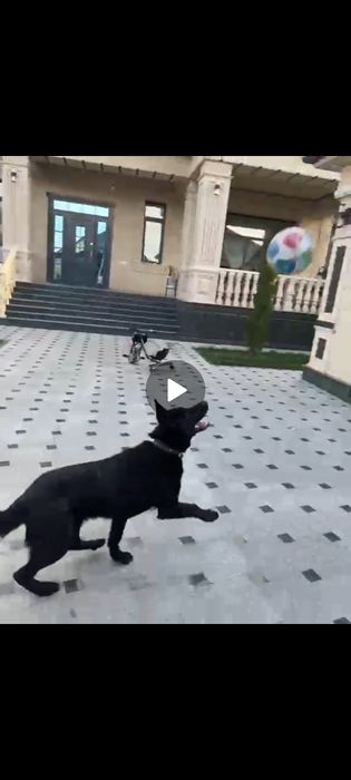 Апчарка кушик сатылады 6 айлық