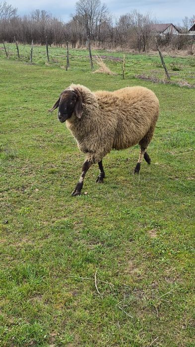 Vând berbec carabaș
