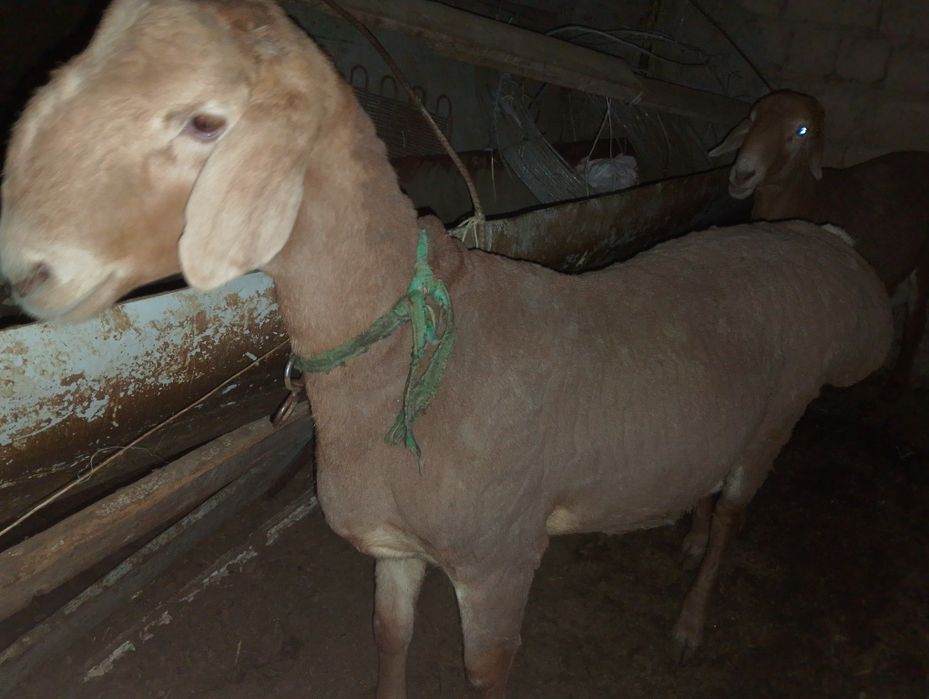 Қошқарлар бар 1 жасар ұрыққа 2 еуі