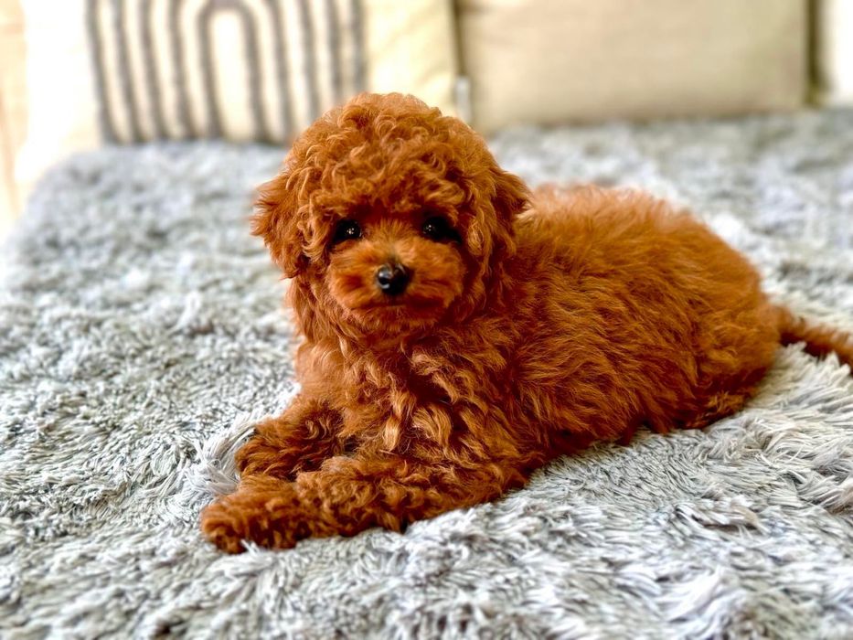 Той Пудел / Toy Poodle