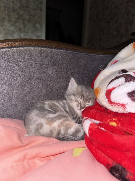 Котенок 2 месяцев