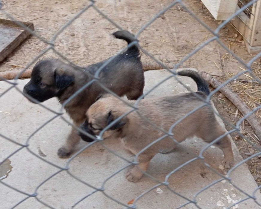 Щенки, бесплатно Тегін қабаған күшіктер!