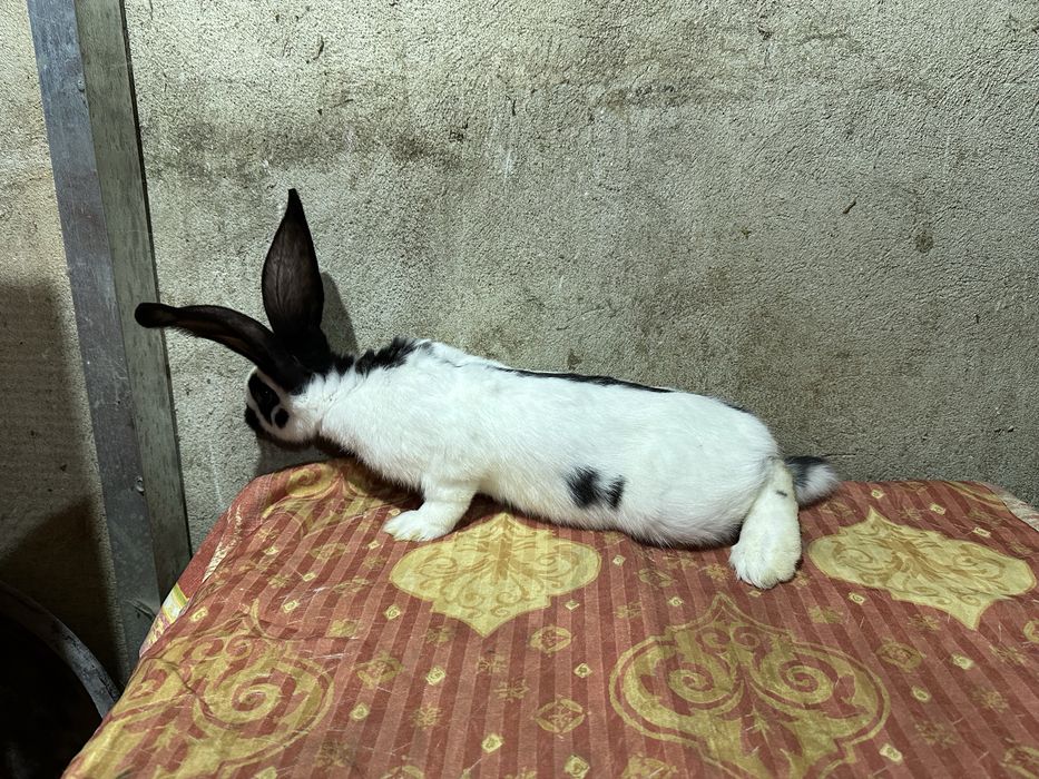 Iepuri fluture german