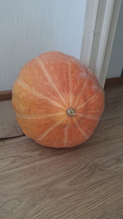 Продам тыкву большуую