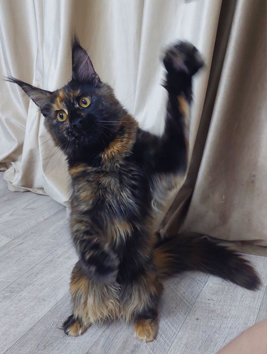 Кошечка Мей-кун  5 месяцев