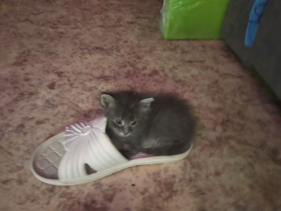 Отдам котят в добрые руки