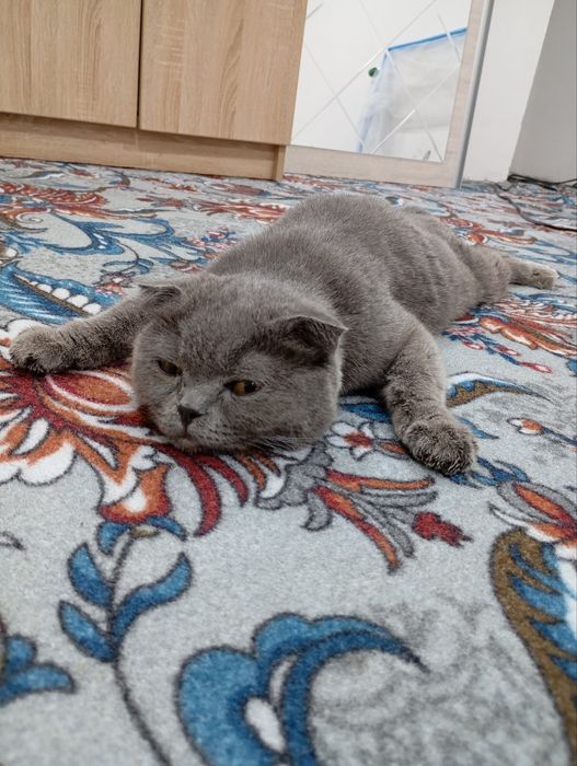 Британская веслоушка кошка