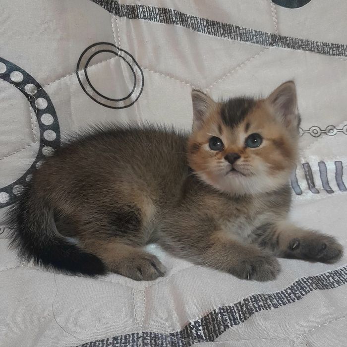 Продаются шикарные котята скотишстрайт,шиншилла.