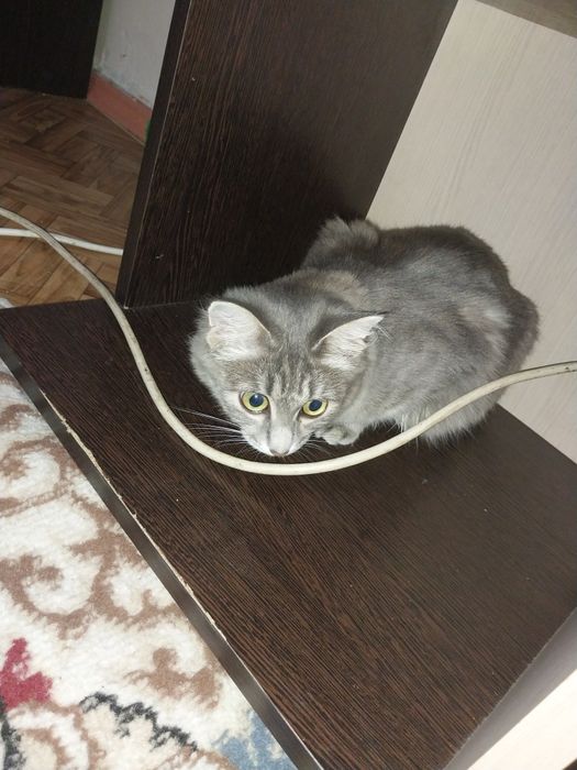 Отдадим кошку в добрые руки