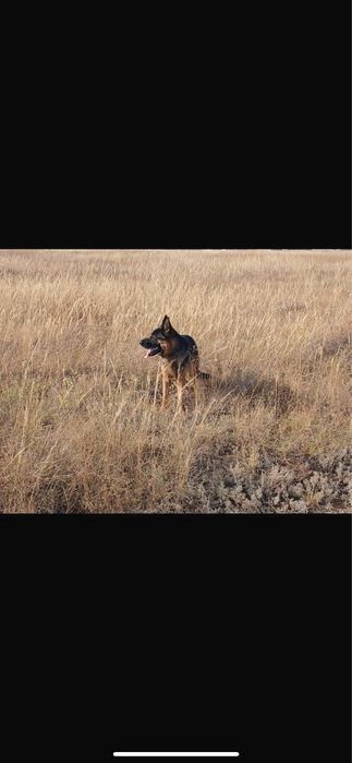 Вязка, немецкая овчарка Кабель