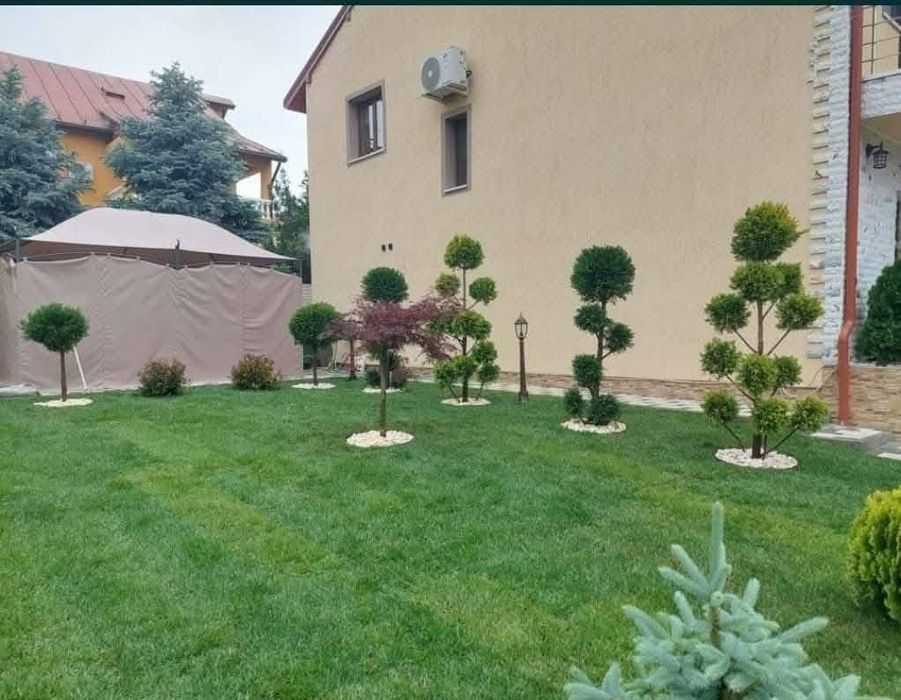 Gazon- plante naturale