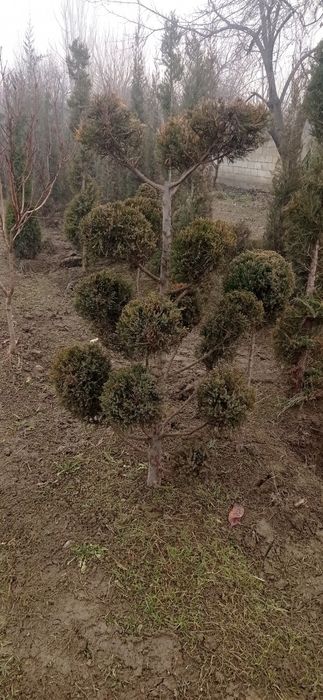 Lanshaft qilish ximati barcha koʼchatlar bor orzon. narhda va sifatlli