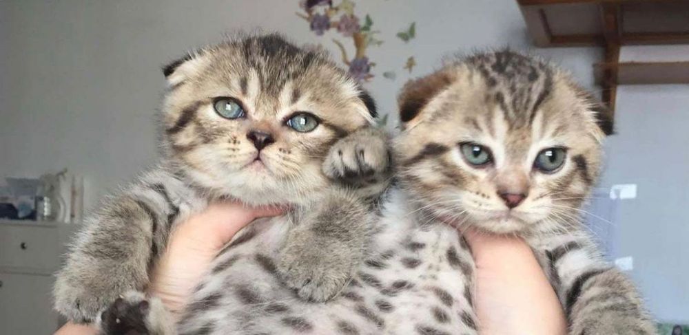 Котята шотландско вислоухие