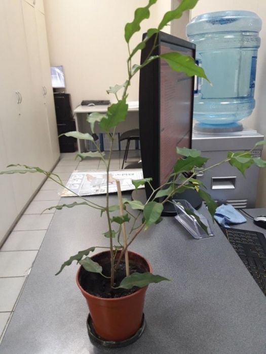 Продам фикус в горшке