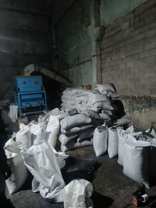 Жоңышқа тұқымы,7жылдық магнитталған