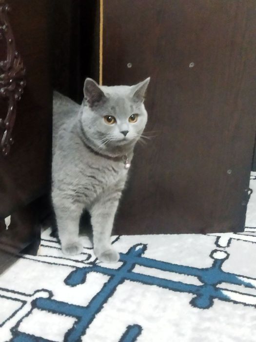 Qoni toza Britan VYAZKA sotilmedi