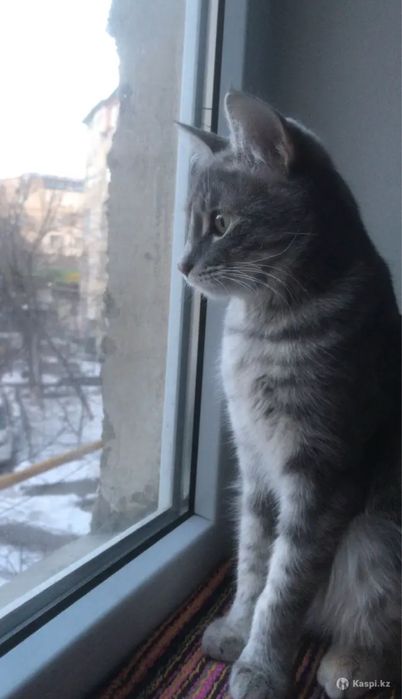 Принцесса ищет семью